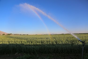 برداشت گندم در «البرز»