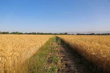 برداشت گندم در «البرز»