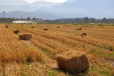 برداشت گندم در «البرز»