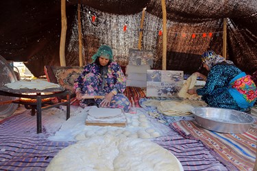 برداشت گندم در «البرز»