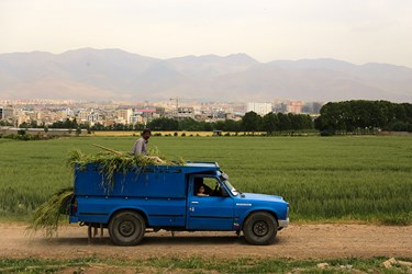 برداشت گندم در «البرز»