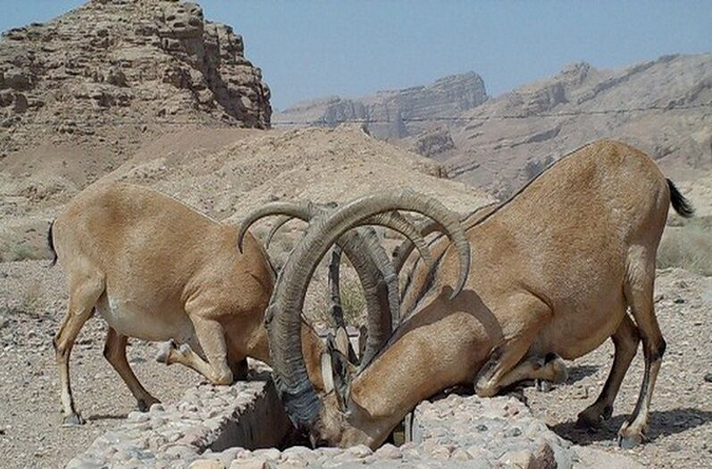 دود خشکسالی در چشم حیات وحش خراسان جنوبی می‌رود