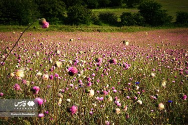 Deylaman, A Green Jewel in Gilan, Iran