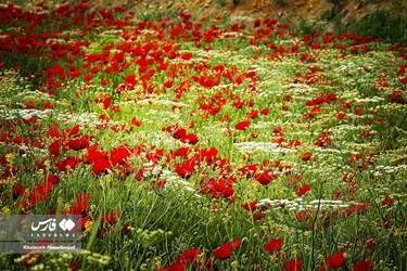 Deylaman, A Green Jewel in Gilan, Iran