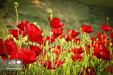 Deylaman, A Green Jewel in Gilan, Iran