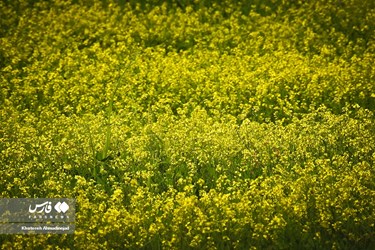 Deylaman, A Green Jewel in Gilan, Iran