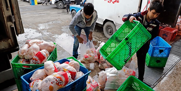 افزایش 3 برابری توزیع گوشت مرغ در زنجان