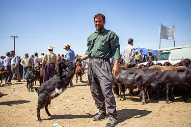 « میدان دواب بناب » در آستانه عید قربان 