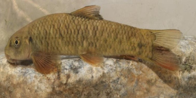 کشف یک گونه ماهی 12 میلیون ساله توسط عضو هیأت علمی دانشگاه گیلان
