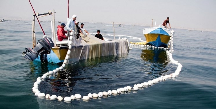 صید ماهی شیر در استان بوشهر ممنوع است