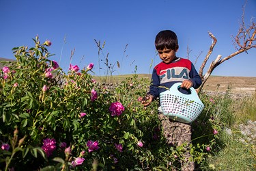 برداشت گل محمدی در عنصرود تبریز