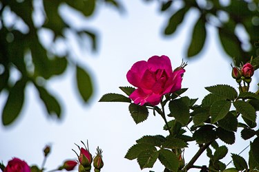 برداشت گل محمدی در عنصرود تبریز