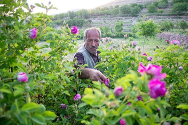 برداشت گل محمدی در عنصرود تبریز