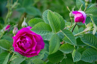 برداشت گل محمدی در عنصرود تبریز