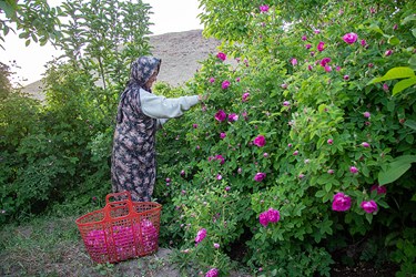 برداشت گل محمدی در عنصرود تبریز