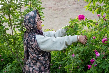 برداشت گل محمدی در عنصرود تبریز