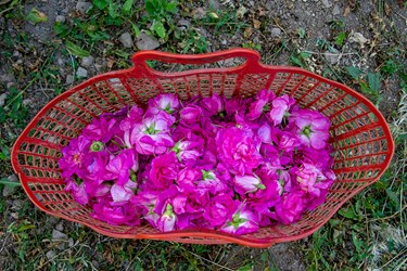 برداشت گل محمدی در عنصرود تبریز