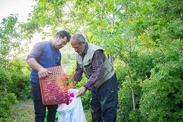 برداشت گل محمدی در عنصرود تبریز
