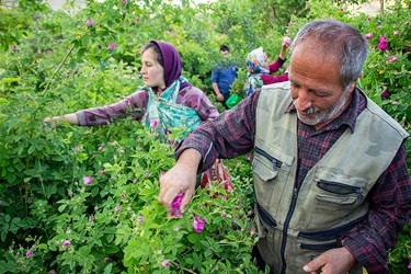 برداشت گل محمدی در عنصرود تبریز
