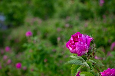 برداشت گل محمدی در عنصرود تبریز