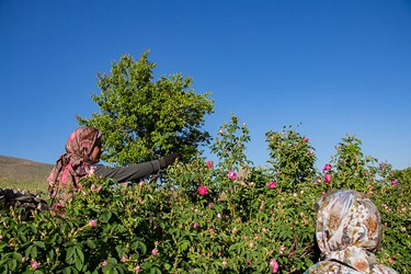برداشت گل محمدی در عنصرود تبریز