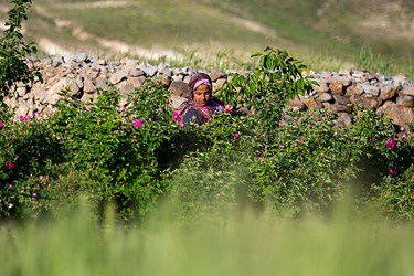 برداشت گل محمدی در عنصرود تبریز