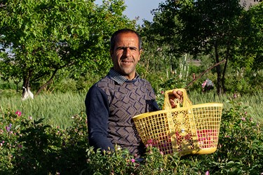 برداشت گل محمدی در عنصرود تبریز