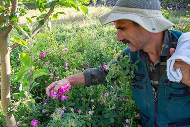برداشت گل محمدی در عنصرود تبریز
