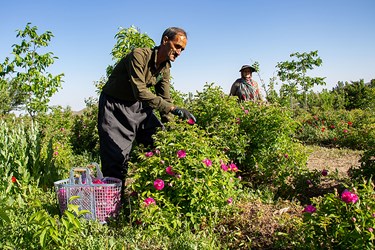 برداشت گل محمدی در عنصرود تبریز