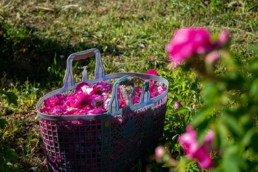 برداشت گل محمدی در عنصرود تبریز