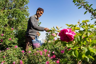 برداشت گل محمدی در عنصرود تبریز