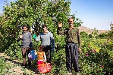 برداشت گل محمدی در عنصرود تبریز