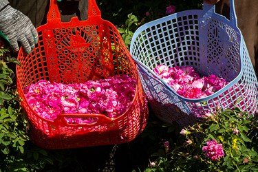 برداشت گل محمدی در عنصرود تبریز
