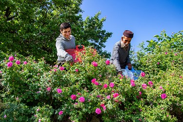 برداشت گل محمدی در عنصرود تبریز