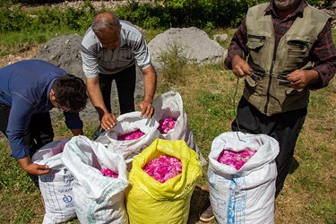 برداشت گل محمدی در عنصرود تبریز
