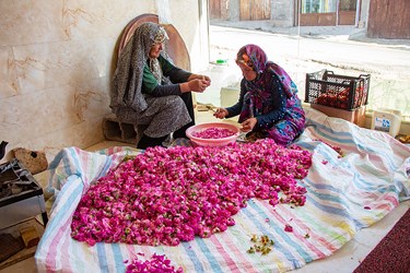 برداشت گل محمدی در عنصرود تبریز