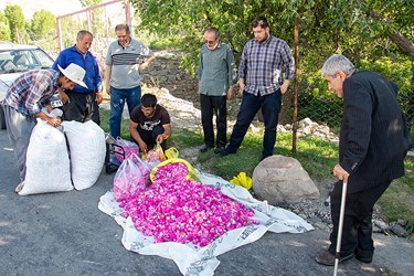 برداشت گل محمدی در عنصرود تبریز