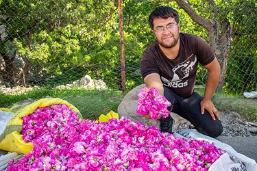 برداشت گل محمدی در عنصرود تبریز