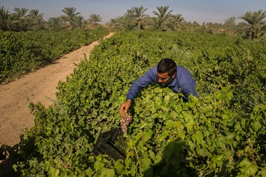 عمده انگور خوزستان برای مصرف تازه‌خوری داخل استان برداشت می‌شود و در بازار‌های خوزستان به فروش می‌رسد 