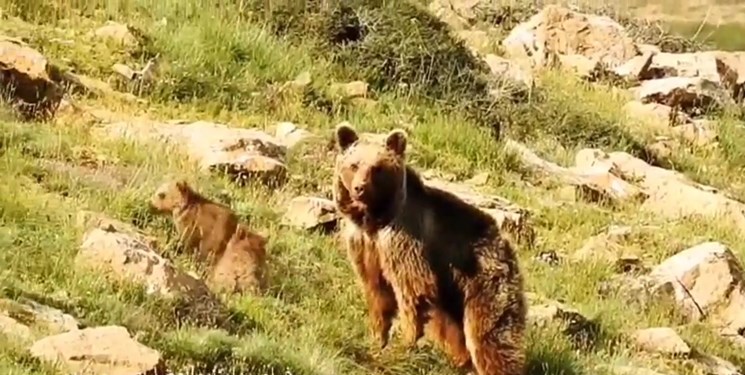 خسارت ناشی از حضور خرس قهوه ای در باغ‌های مرودشت ارزیابی شد