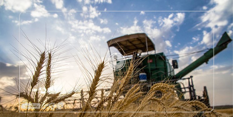 کشاورزان به شایعات توجه نکنند، گندم کیلویی 15 هزار تومان خریداری می‌شود
