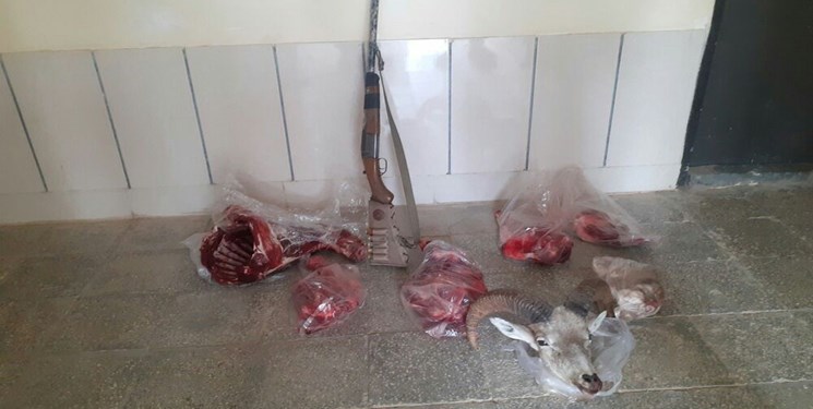 دستگیری ۲ شکارچی قوچ وحشی در تایباد