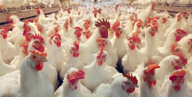 تولید ۱۴۰۰ تن گوشت مرغ در سیب و سوران