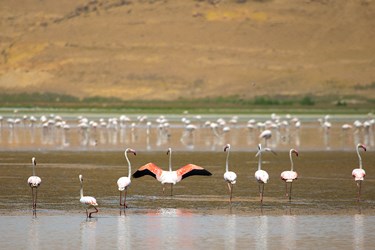 مهمانان تالاب «درگه سنگی» 
