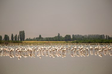 مهمانان تالاب «درگه سنگی» 