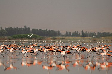 مهمانان تالاب «درگه سنگی» 