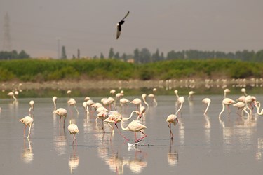 مهمانان تالاب «درگه سنگی» 