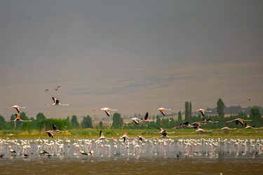 مهمانان تالاب «درگه سنگی» 