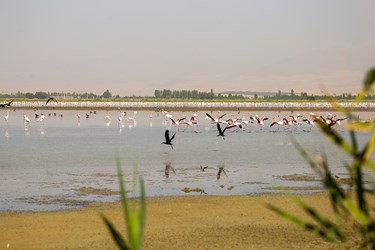 مهمانان تالاب «درگه سنگی» 