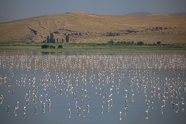 مهمانان تالاب «درگه سنگی» 
